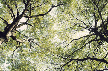 Fototapeta premium leaf on sky. forest background . green nature background.big tree. leaves background