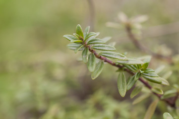 Branch of savory on green background