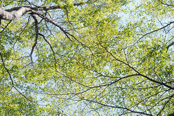 Obraz premium leaf on sky. forest background . green nature background.big tree. leaves background