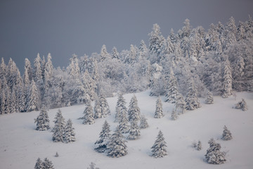 Fototapeta na wymiar Forêt des Vosges en hiver