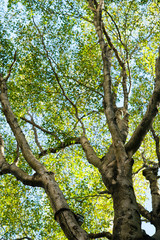 Fototapeta na wymiar leaf on sky. forest background . green nature background.big tree. leaves background