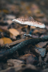 Mushrooms in an autumn forest in nature with a blurred background.