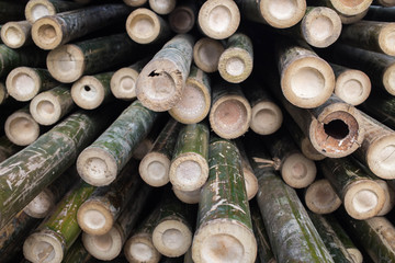 bamboo background