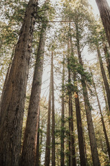 Redwood National Park