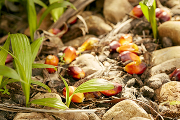 Small green tree Palm sprout plants growing in forest