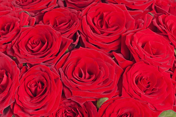 Red roses background