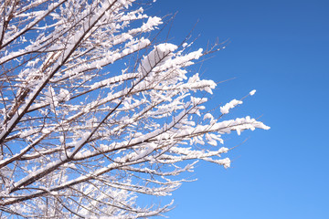 Winter
