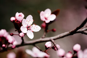 Schilderijen op glas Beautiful cherry blossom in april at spring © Black Ivy Images