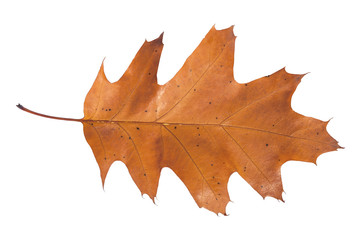 Naklejka premium Brown leaf from autumn tree from park isolated on white