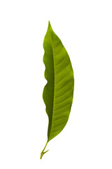 Champaka leaf tropical isolated on white