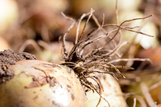 Onions drying after the harvest