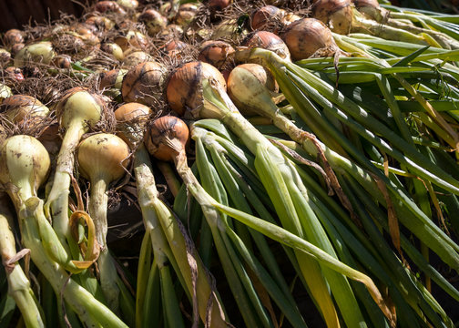 Onions drying after the harvest