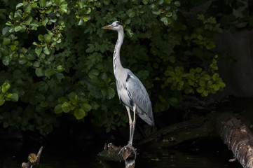 Reiher (Ardeidae) gehören zu den weltweit verbreiteten Schreitvögeln (Ciconiiformes) mit über 60 Unterarten. Der hier gezeigte Reiher ist ein Graureiher / Fischreiher (Ardea cinerea).