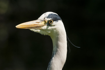 Reiher (Ardeidae) gehören zu den weltweit verbreiteten Schreitvögeln (Ciconiiformes) mit über 60 Unterarten. Der hier gezeigte Reiher ist ein Graureiher / Fischreiher (Ardea cinerea).