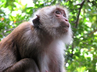 Monkey look for sky 