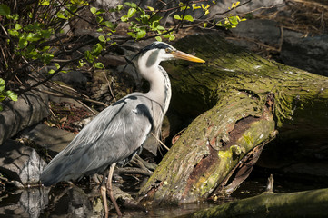 Reiher (Ardeidae) gehören zu den weltweit verbreiteten Schreitvögeln (Ciconiiformes) mit über 60...