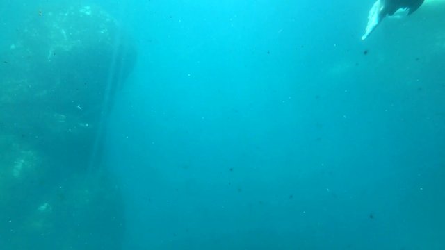 Pazifisches Walross schwimmt unter und &uuml;ber Wasser