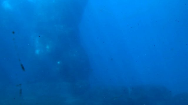 Pazifisches Walross schwimmt unter und &uuml;ber Wasser