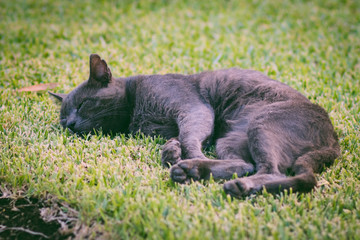 Cat sleeping on the grass