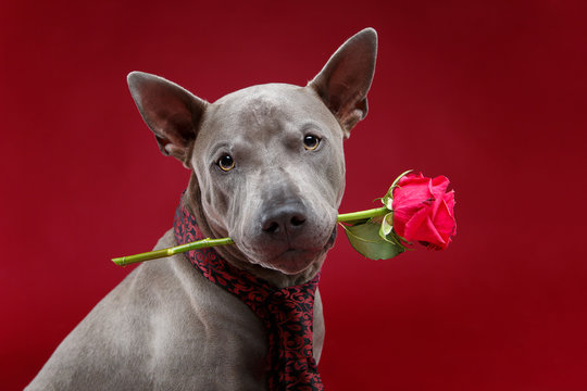 beautiful thai ridgeback dog in tie holding rose flower