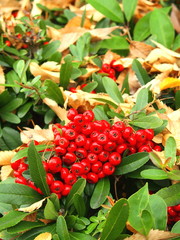 ピラカンサスの実