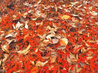 ドウダンツツジと落葉