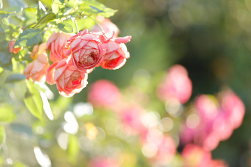 オレンジのバラ