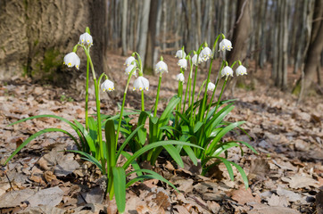 Wild flowering Snowdrops in the forest