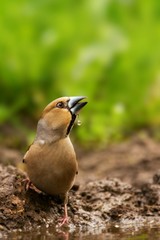 hawfinch (Coccothraustes coccothraustes) drinks water