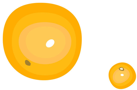 Orange and mandarine on the white background