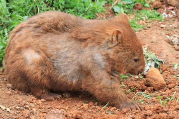 wombat totally brown from playing in the sand