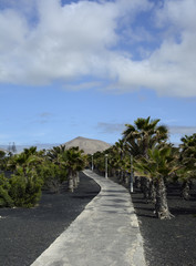 ścieżka wśród palm, Puerto del Carmen, Lanzarote (Wyspy Kanaryjskie)