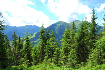 Forest mountain