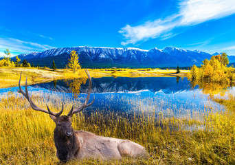 Magnificent Canadian deer resting