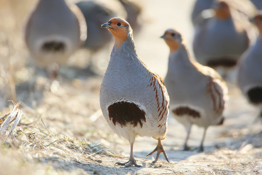 Leader of a pack of gray partridges in a pose of attention, look at the photographer. The image is in the backlight