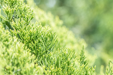 Nature green background, Juniperus Chinensis or dragon pine.