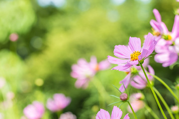 Background flowers, pink cosmos.