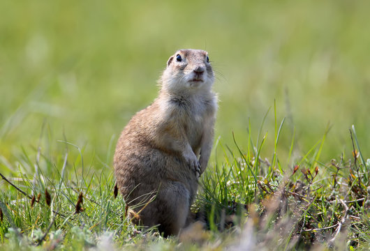 Speckled Ground Squirrel Stands On A Ground In Famous Pose.