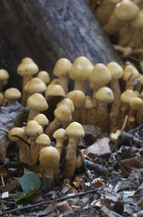 Pholiota alnicola mushrooms