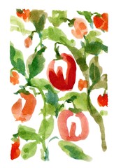 Hand drawn watercolor tomatoes sketches