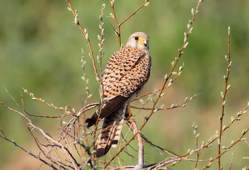 Fototapeta premium Common kestrel sits on the tree with blurred green background and looks at camera. Bright sunlight.