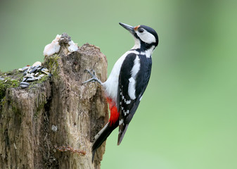 A male of great spotted woodpecker sits on the log on blurred green background. May be used for bird guiding