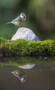 M&eacute;sange bleue