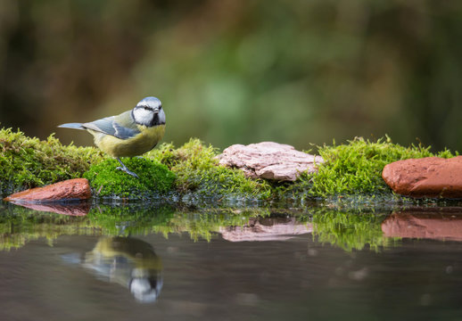 M&eacute;sange bleue