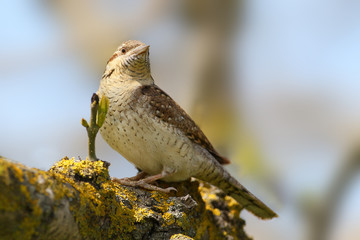 Close up portrait of an eurasian wryneck on bright blurry grey background