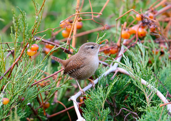 Eurasian wren sits on a bush with red and yellow berries. Close up and detailed shot