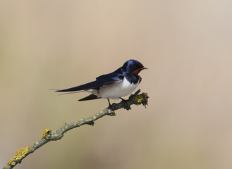 Classic portrait of a barn swallow isolated on brigh blurred beige background. May be used for bird guiding