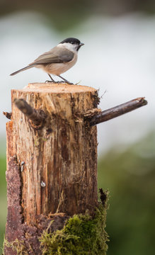 M&eacute;sange nonnette