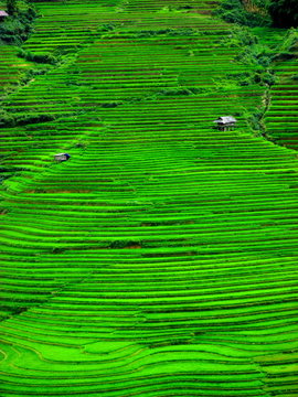 Organic texture - Rice terraces in Mu Cang Chai in Vietnam. Green Background