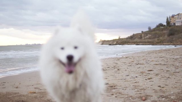 Adorable samoyed dog running on sand toward camera point of view. Slowmotion shot